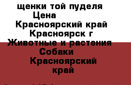 щенки той пуделя › Цена ­ 10 000 - Красноярский край, Красноярск г. Животные и растения » Собаки   . Красноярский край